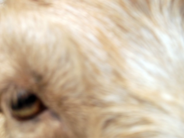 Milly close up